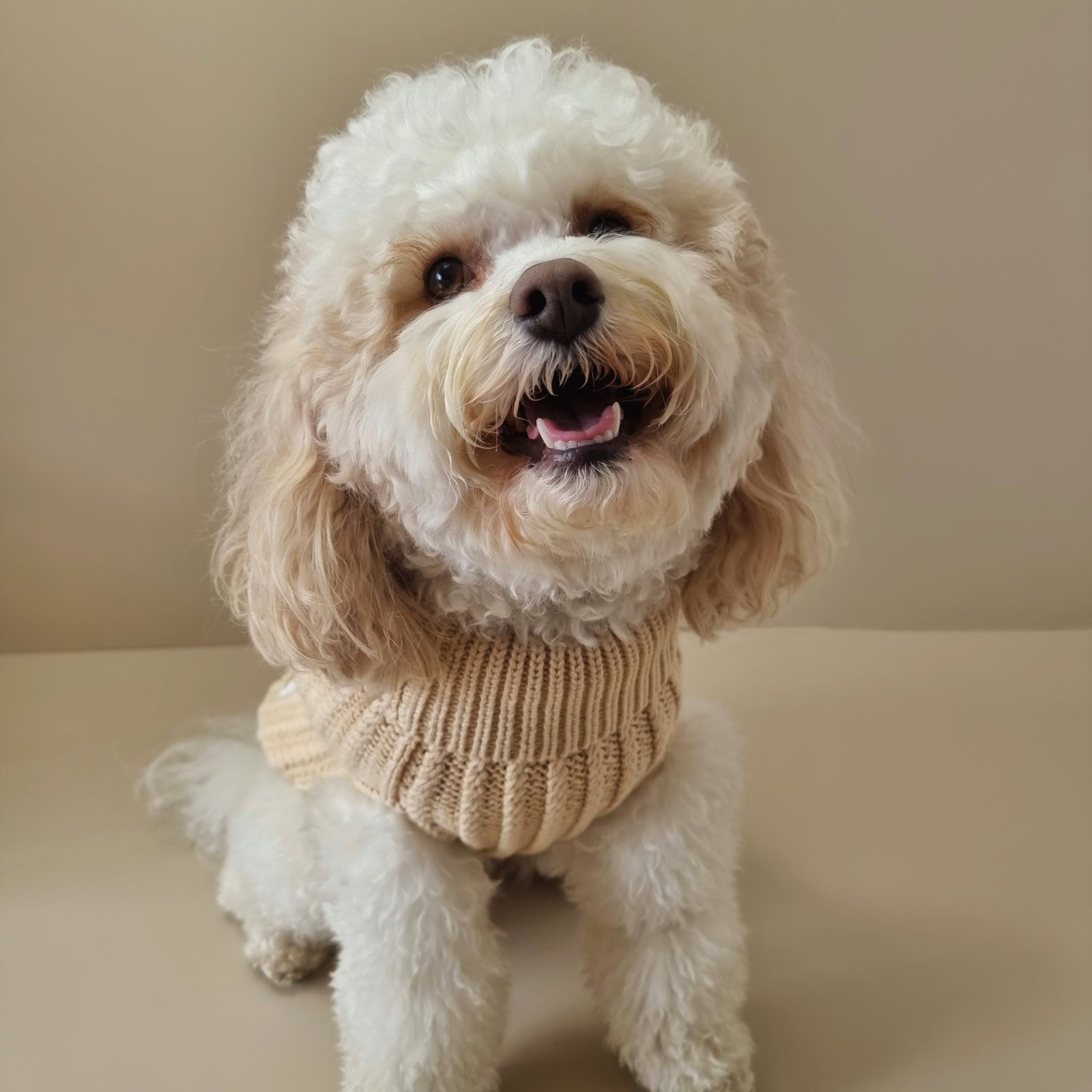 Blended Knit Jumper - Oatmeal – BONDI PUPS